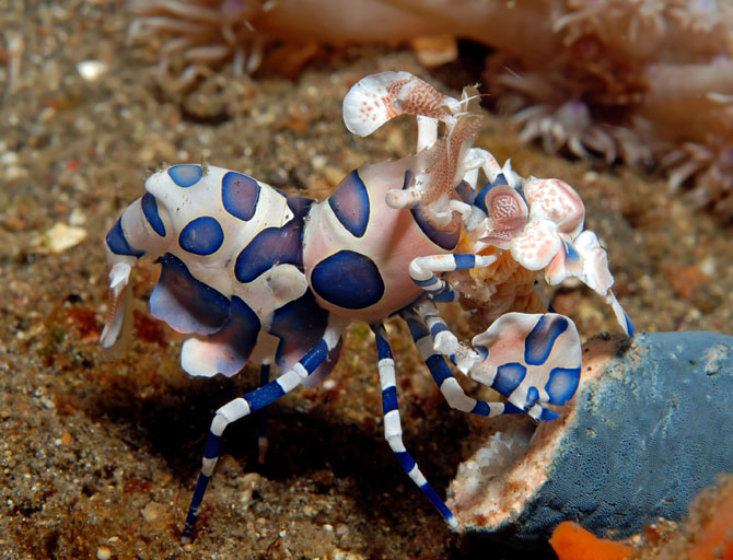 22 Harlequin Shrimp.jpg